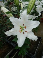 [4355 Sisto VWS No02.JPG]